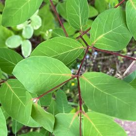 Photo of the plant species Indian Hemp by @TunefulMelittis named Willow on Greg, the plant care app