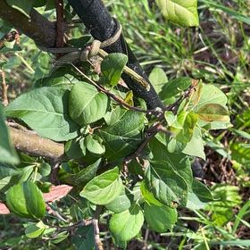 Photo of the plant species Japanese Honeysuckle by @TunefulMelittis named Sir Plancelot on Greg, the plant care app