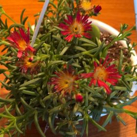 Photo of the plant species Coppery Mesemb by @TunefulMelittis named Sanders on Greg, the plant care app