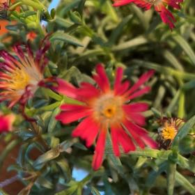 Photo of the plant species Coppery Mesemb by @TunefulMelittis named Athena on Greg, the plant care app