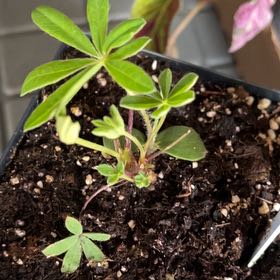 Photo of the plant species Big-Leaved Lupine by @TunefulMelittis named Luna on Greg, the plant care app