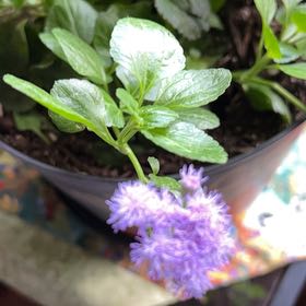Photo of the plant species Flossflower by @TunefulMelittis named Gaga on Greg, the plant care app