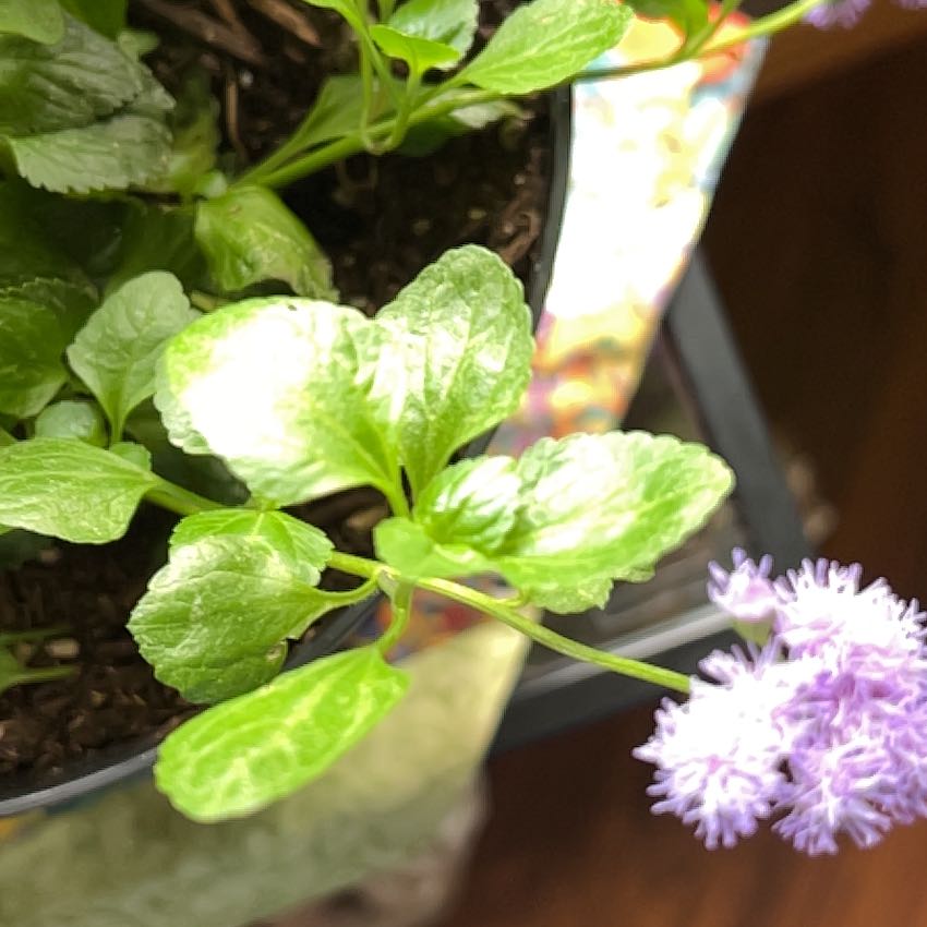 Photo of the plant species Blue Mistflower by @TunefulMelittis named Demi on Greg, the plant care app