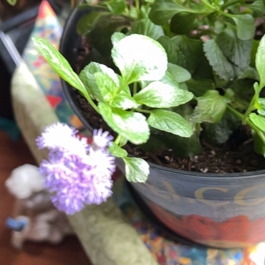 Photo of the plant species Flossflower by @TunefulMelittis named Bella on Greg, the plant care app