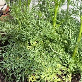 Photo of the plant species Scentless Mayweed by @TunefulMelittis named Morgan Treeman on Greg, the plant care app