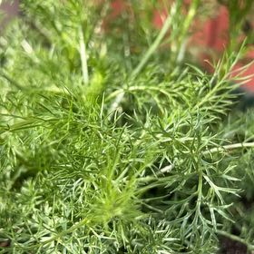 Photo of the plant species Dog Fennel by @TunefulMelittis named Bieber on Greg, the plant care app