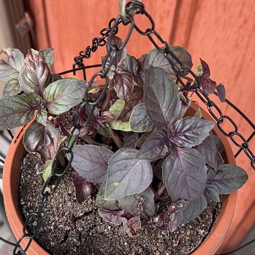 Photo of the plant species Brazilian Joyweed by @TunefulMelittis named Marley on Greg, the plant care app