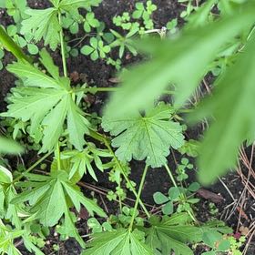 Photo of the plant species Norwegian Cinquefoil by @TunefulMelittis named Bella on Greg, the plant care app