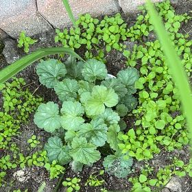 Photo of the plant species Common Mallow by @TunefulMelittis named Daphne on Greg, the plant care app