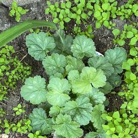 Photo of the plant species Coral Bells by @TunefulMelittis named Sahara on Greg, the plant care app