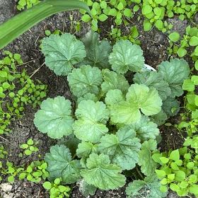 Photo of the plant species Coral Bells by @TunefulMelittis named Morgan Treeman on Greg, the plant care app