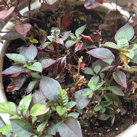Photo of the plant species Brazilian Joyweed by @TunefulMelittis named Dolores on Greg, the plant care app
