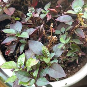 Photo of the plant species Brazilian Joyweed by @TunefulMelittis named Plato on Greg, the plant care app