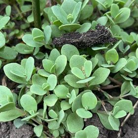 Photo of the plant species Licorice Plant by @TunefulMelittis named Captain Plant-it on Greg, the plant care app