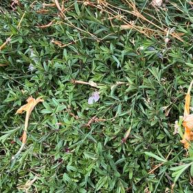 Photo of the plant species Common Smoothcap Moss by @TunefulMelittis named Figyonce on Greg, the plant care app