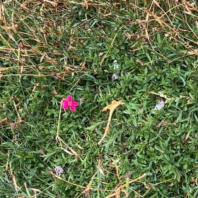 Photo of the plant species Common Smoothcap Moss by @TunefulMelittis named Sanders on Greg, the plant care app