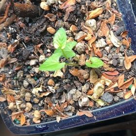 Photo of the plant species Black Bindweed by @TunefulMelittis named Beckham on Greg, the plant care app
