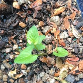 Photo of the plant species Black Bindweed by @TunefulMelittis named Drake on Greg, the plant care app