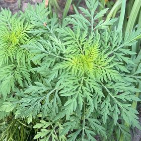 Photo of the plant species Roman Wormwood by @TunefulMelittis named Athena on Greg, the plant care app