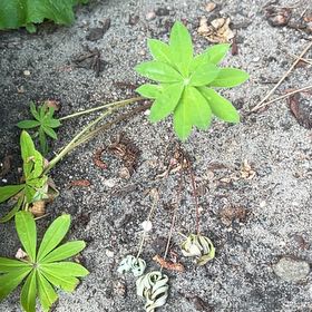Photo of the plant species Galium Odoratum by @TunefulMelittis named Plato on Greg, the plant care app