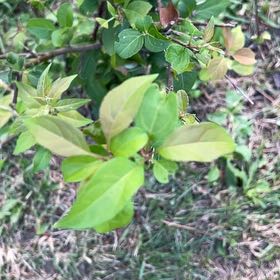 Photo of the plant species Lonicera Japonica by @TunefulMelittis named Spike Leaves on Greg, the plant care app