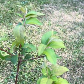 Photo of the plant species Japanese Tree Lilac by @TunefulMelittis named Austen on Greg, the plant care app