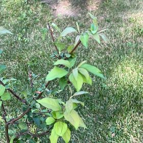 Photo of the plant species Apricot by @TunefulMelittis named Keanu Leaves on Greg, the plant care app