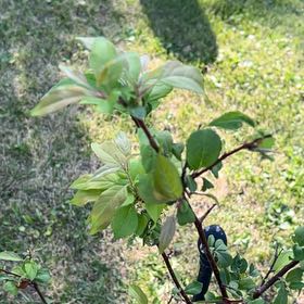 Photo of the plant species Common Buckthorn by @TunefulMelittis named Luna on Greg, the plant care app