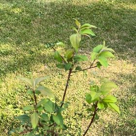 Photo of the plant species Bitterberry by @TunefulMelittis named Delilah on Greg, the plant care app