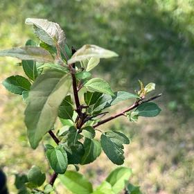 Photo of the plant species Lonicera Japonica by @TunefulMelittis named Gaga on Greg, the plant care app