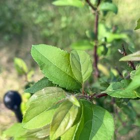Photo of the plant species Crab Apple by @TunefulMelittis named Rainier on Greg, the plant care app