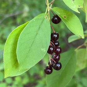 Photo of the plant species Bird Cherry by @TunefulMelittis named Khaleesi on Greg, the plant care app