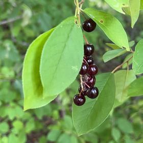 Photo of the plant species Bird Cherry by @TunefulMelittis named Aria on Greg, the plant care app