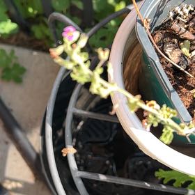 Photo of the plant species Malabar Spinach by @TunefulMelittis named Curie on Greg, the plant care app