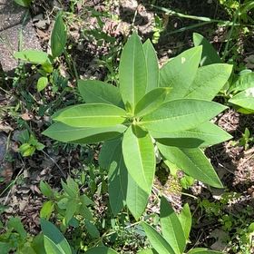 Photo of the plant species Asclepias Syriaca by @TunefulMelittis named Fernie Mercury on Greg, the plant care app
