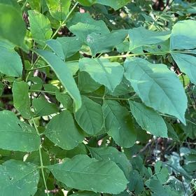 Photo of the plant species American Ash by @TunefulMelittis named Fernie Saunders on Greg, the plant care app