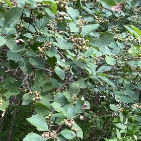 Photo of the plant species European Alder by @TunefulMelittis named Delilah on Greg, the plant care app