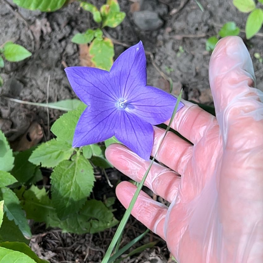 Photo of the plant species Balloon-Flower by @TunefulMelittis named Captain Plant-it on Greg, the plant care app