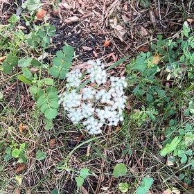 Photo of the plant species Yarrow by @TunefulMelittis named Gates on Greg, the plant care app