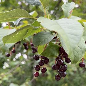 Photo of the plant species Bird Cherry by @TunefulMelittis named Rihanna on Greg, the plant care app