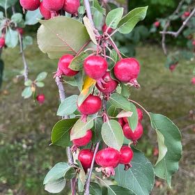 Photo of the plant species Crab Apple by @TunefulMelittis named Figyonce on Greg, the plant care app