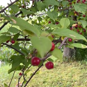 Photo of the plant species Cornelian Cherry by @TunefulMelittis named Sherlock on Greg, the plant care app