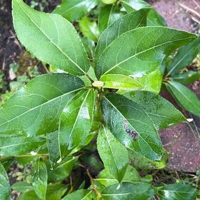 Photo of the plant species Laurustinus by @TunefulMelittis named Scarlett on Greg, the plant care app