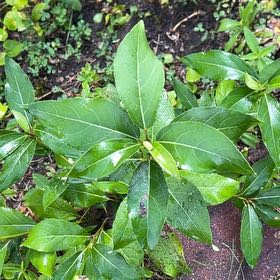 Photo of the plant species Bay Laurel by @TunefulMelittis named Taylor Swift on Greg, the plant care app