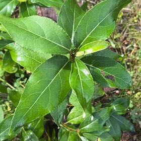 Photo of the plant species Laurustinus by @TunefulMelittis named Cleopatra on Greg, the plant care app