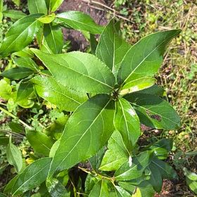 Photo of the plant species Bay Laurel by @TunefulMelittis named Huckleberry Fern on Greg, the plant care app
