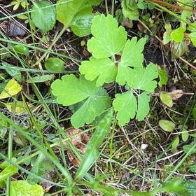 Photo of the plant species Common Columbine by @TunefulMelittis named LiloStitch on Greg, the plant care app
