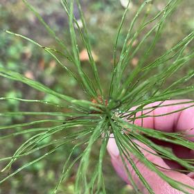 Photo of the plant species Great Horsetail by @TunefulMelittis named Prince on Greg, the plant care app