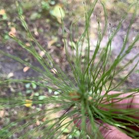 Photo of the plant species Great Horsetail by @TunefulMelittis named Nemo on Greg, the plant care app
