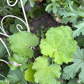 Photo of the plant species Hollyhock by @TunefulMelittis named Ronaldo on Greg, the plant care app